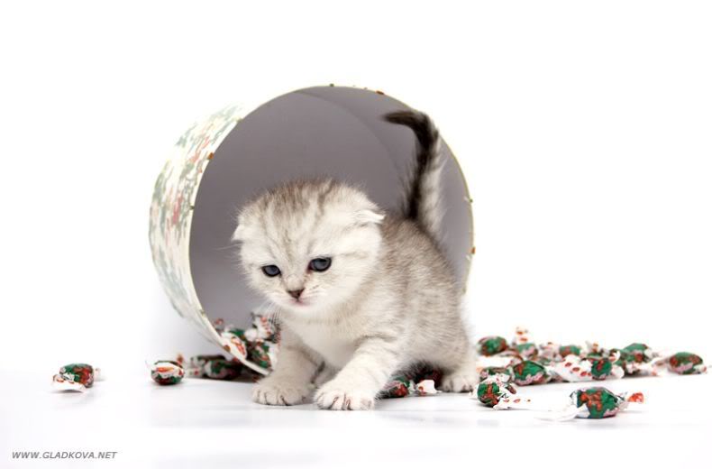 user_135_cute_20kitties022.jpg