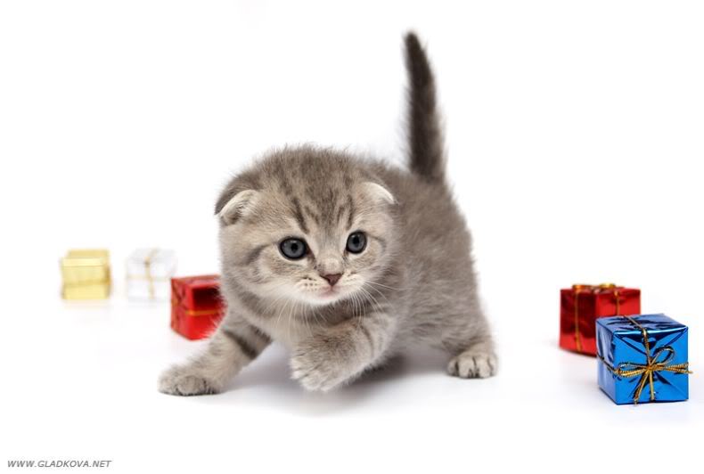 user_135_cute_20kitties024.jpg