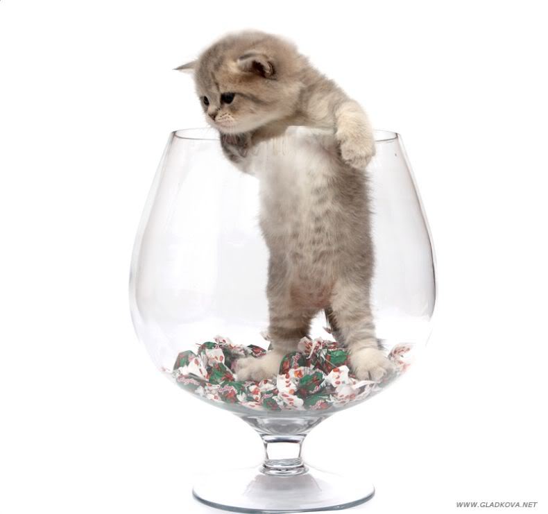 user_135_cute_20kitties026.jpg