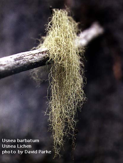Usnea_barbata.jpg