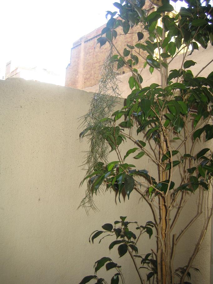 usneoides 1 21-06-07.JPG
