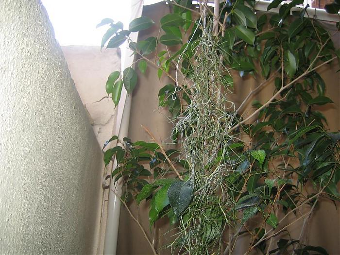 usneoides 2 21-06-07.jpg