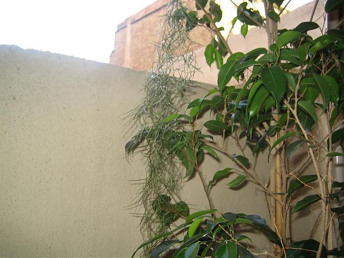 usneoides 21-06-07.jpg