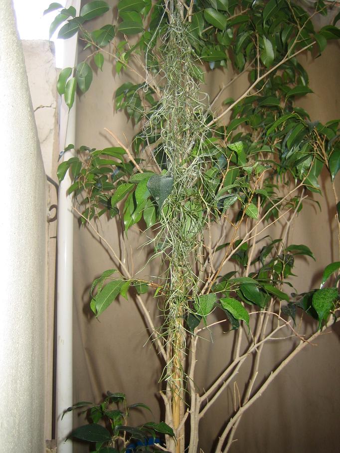 usneoides 3 21-06-07.JPG