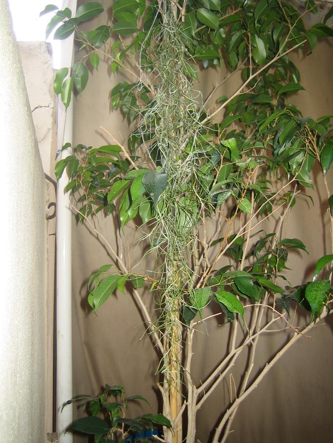 usneoides 4 21-06-07.JPG