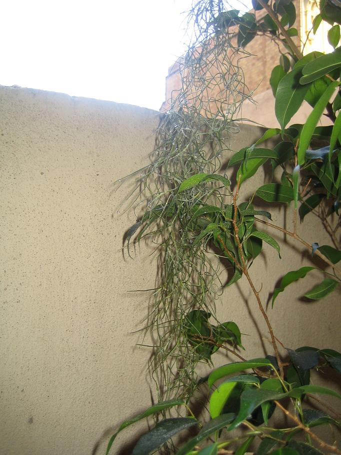 usneoides 5 21-06-07.JPG