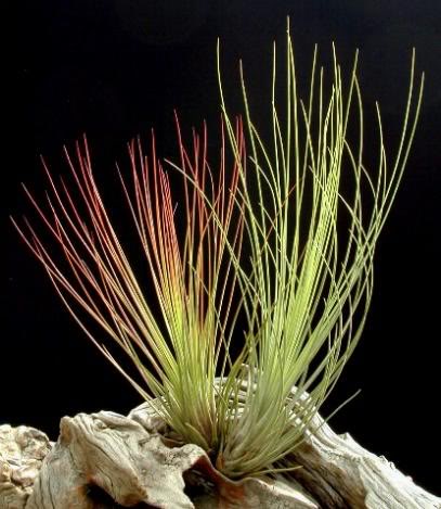 uTjuncifolia.jpg