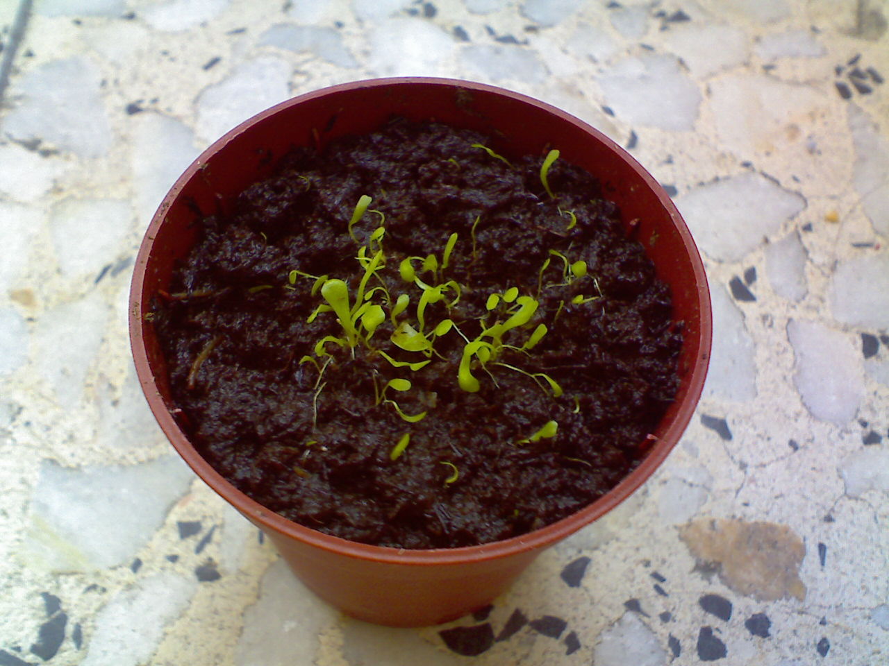Utricularia.jpg
