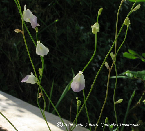 Utricularia-livida.jpg