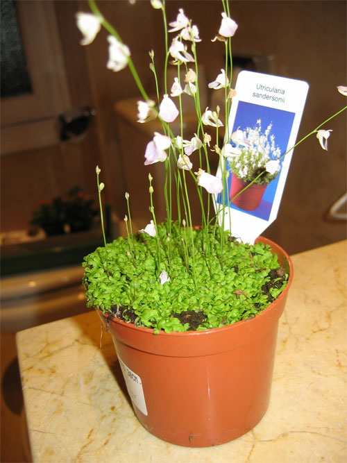 Utricularia-Sandersonii.jpg
