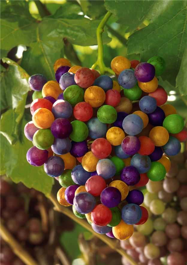 uvas%20colores.jpg