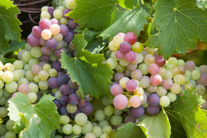 uvas.jpg