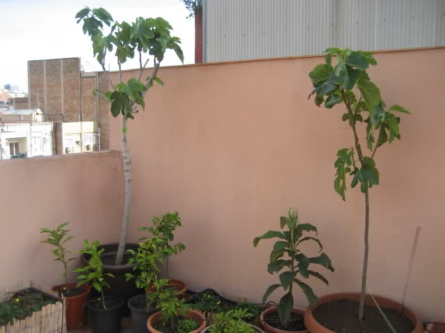v7gyo3.jpg