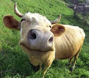 vaca_feliz.jpg