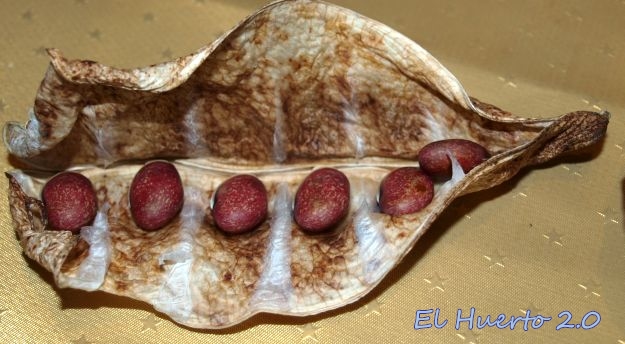 vaina.jpg