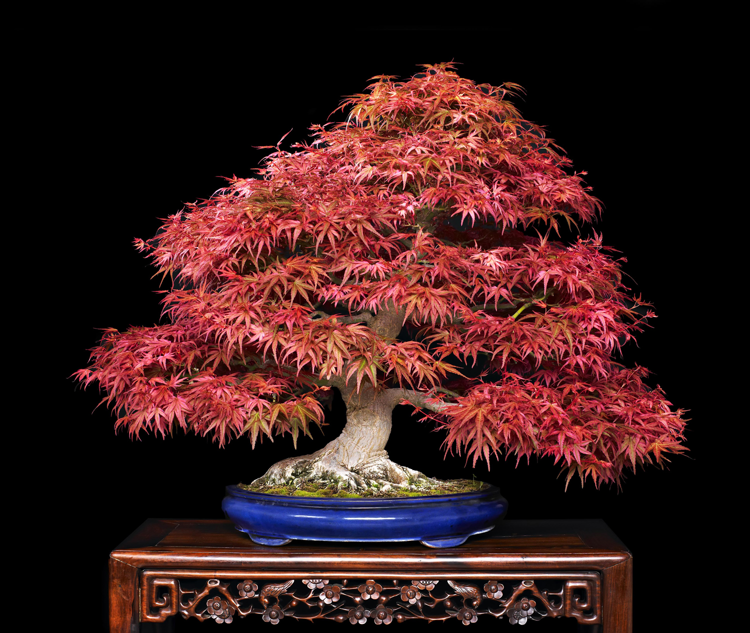 valavanis_acer_pallmatum_seigen.jpg