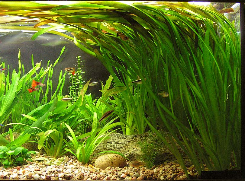 vallisneria-gigantea.jpg