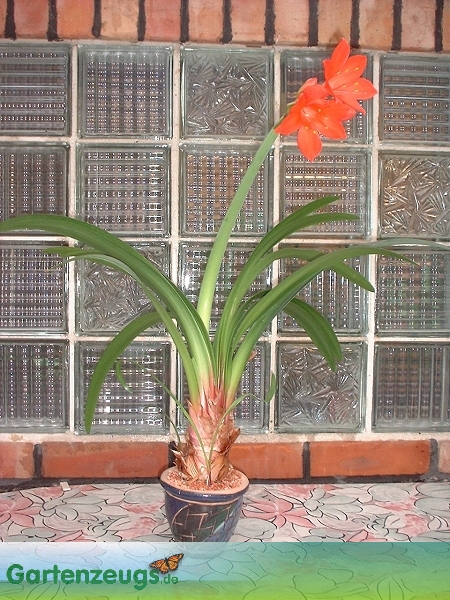 vallote1.jpg