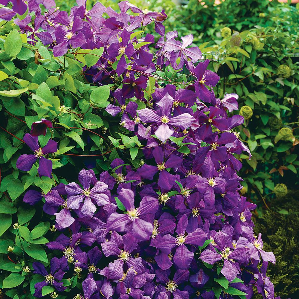 van-zyverden-perennials-830581-64_1000.jpg