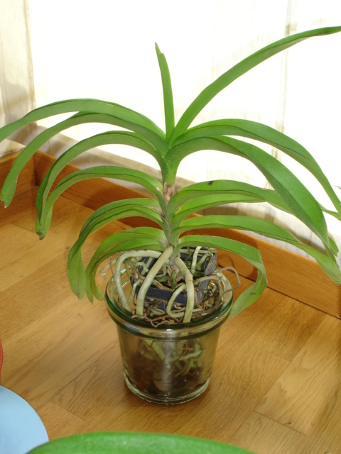 Vanda 01.JPG