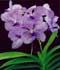 vanda-2.jpg