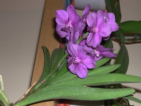 Vanda%201.jpg