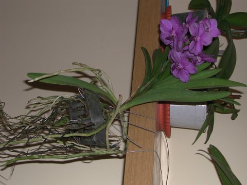 Vanda%202.jpg
