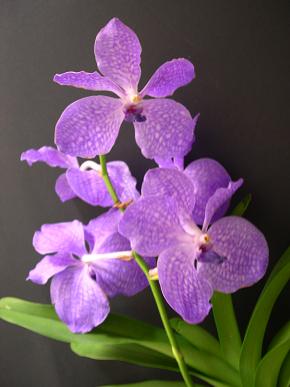 Vanda%20azul.JPG