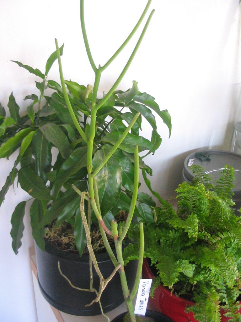 Vanda%20teres%20%28papilonantes%29.JPG