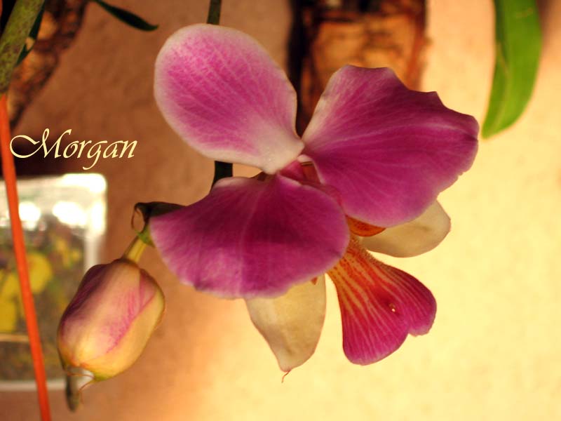 Vanda%20teres%2006.jpg