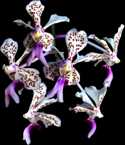 Vanda%20tricolor.jpg