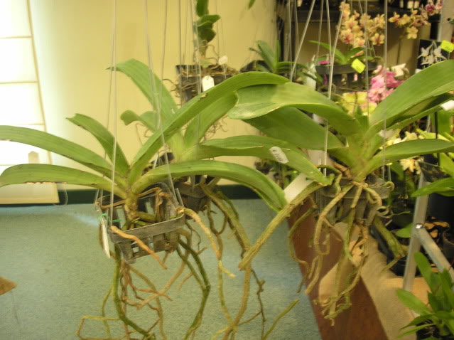 vanda.jpg