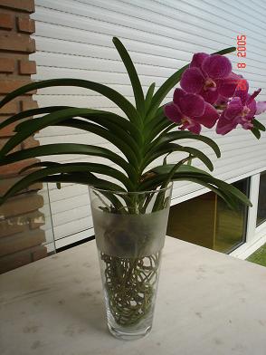 Vanda.JPG