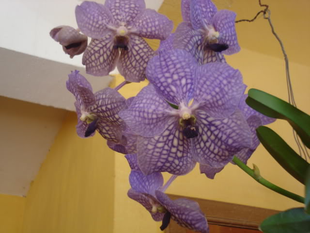 vanda001.jpg