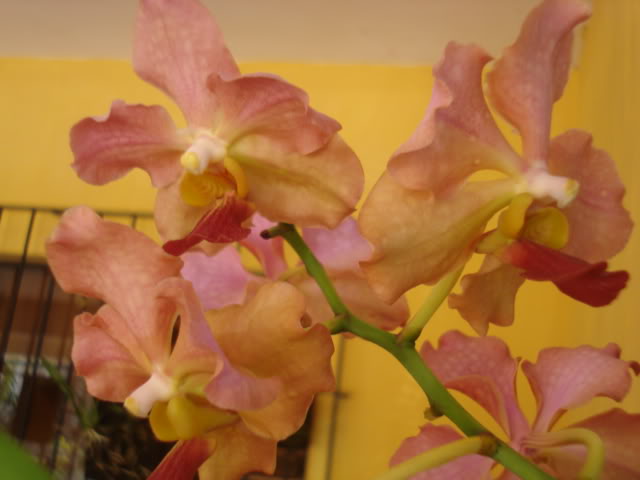 vanda002.jpg