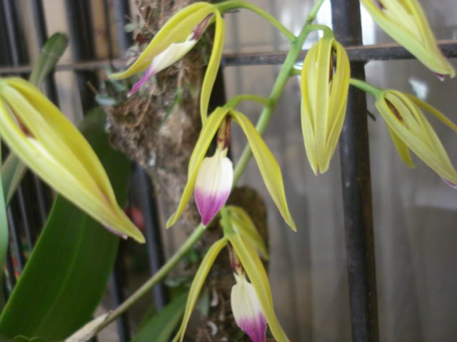 vanda003.jpg