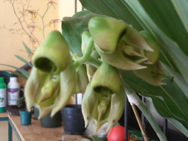 vanda005.jpg