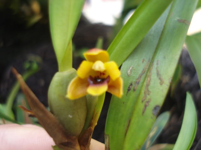 vanda007.jpg