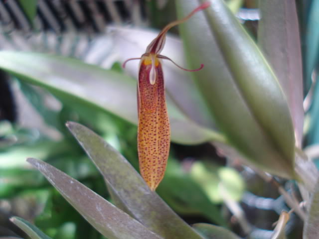 vanda008.jpg