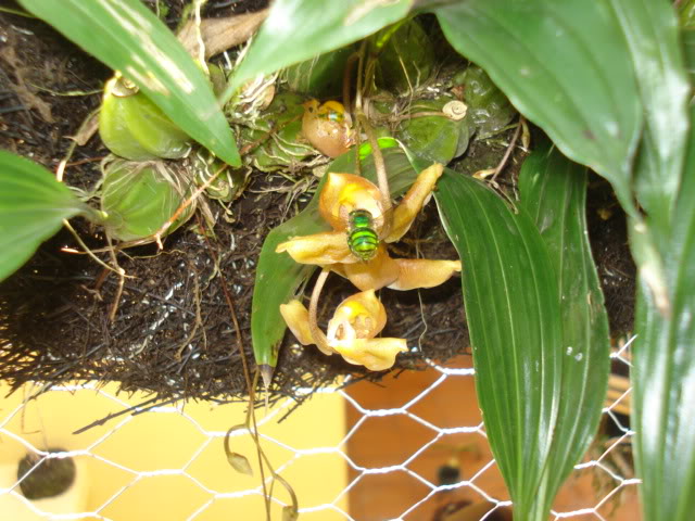 vanda012.jpg