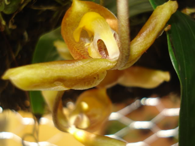 vanda018.jpg
