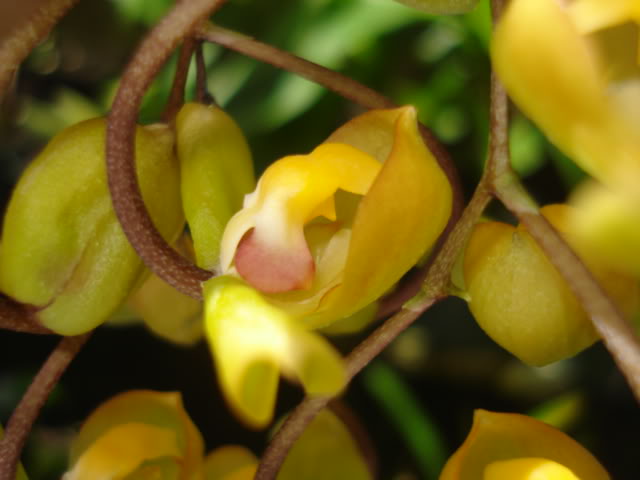 vanda019.jpg