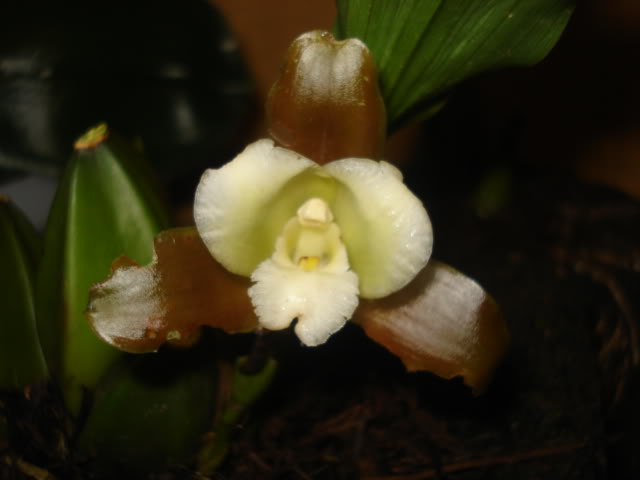 vanda022.jpg