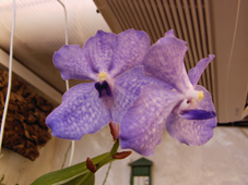 vanda1.jpg