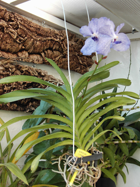 vanda2.jpg