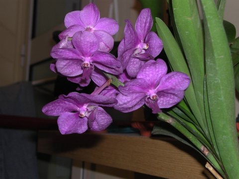 Vanda3.jpg