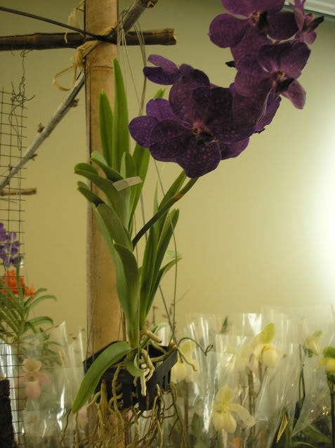 vanda4.jpg