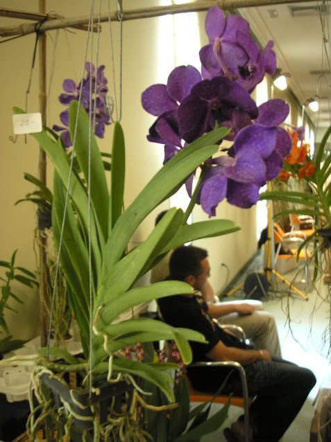 vanda5.jpg
