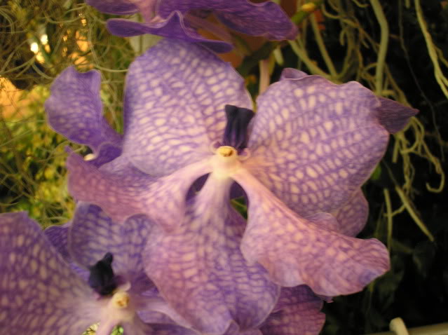 vanda6.jpg