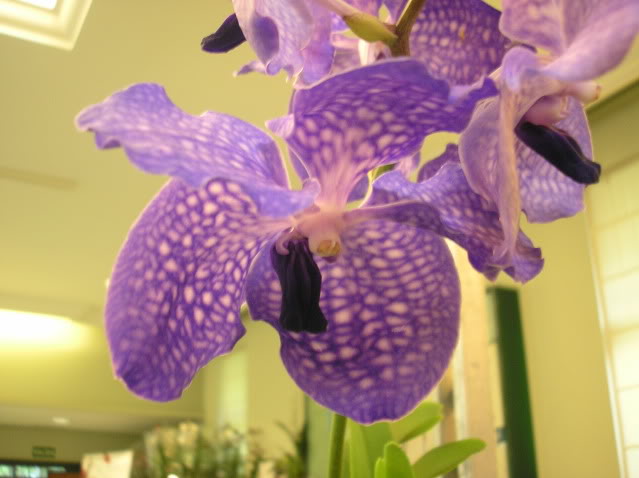 vanda7.jpg